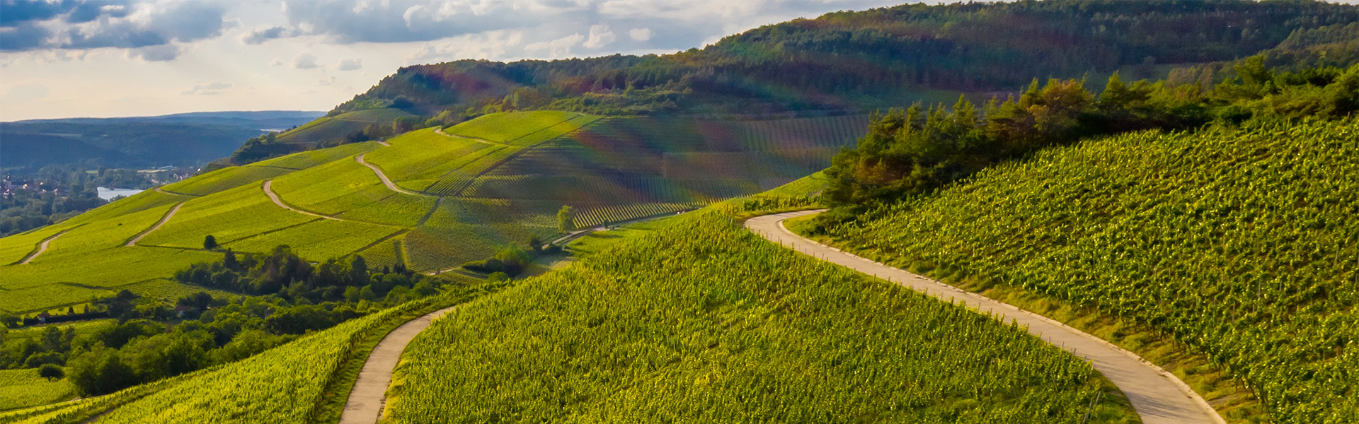 Dal vigneto al calice, come si produce il vino